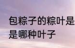 包粽子的粽叶是什么叶 包粽子的粽叶是哪种叶子