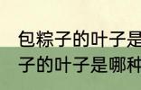 包粽子的叶子是什么植物的叶子 包粽子的叶子是哪种植物的叶子