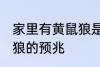 家里有黄鼠狼是什么兆头 家里有黄鼠狼的预兆
