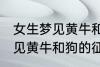 女生梦见黄牛和狗有什么兆头 女生梦见黄牛和狗的征兆
