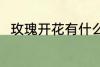 玫瑰开花有什么兆头 玫瑰开花征兆