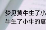 梦见黄牛生了小牛有什么兆头 梦见黄牛生了小牛的寓意是啥