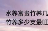 水养富贵竹养几支最旺运财 水养富贵竹养多少支最旺运财
