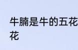 牛腩是牛的五花肉吗 牛腩是不是牛五花