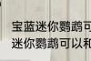 宝蓝迷你鹦鹉可与什么鱼一起养 宝蓝迷你鹦鹉可以和鱼一起养吗
