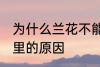 为什么兰花不能养家里 兰花不能养家里的原因