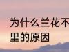 为什么兰花不能养家里 兰花不能养家里的原因