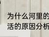 为什么河里的鱼养不活 河里的鱼养不活的原因分析