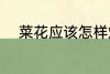 菜花应该怎样炒 菜花的家常做法