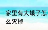 家里有大蛾子怎么处理 家里的蛾子怎么灭掉
