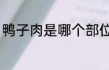 鸭子肉是哪个部位 鸭子肉在哪个部位