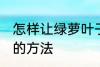 怎样让绿萝叶子更绿 让绿萝叶子更绿的方法