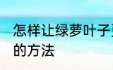 怎样让绿萝叶子更绿 让绿萝叶子更绿的方法