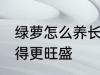 绿萝怎么养长得更旺盛 绿萝如何养长得更旺盛