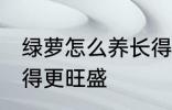 绿萝怎么养长得更旺盛 绿萝如何养长得更旺盛