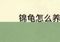 锦龟怎么养 锦龟的养护方法