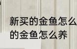 新买的金鱼怎么往家里的鱼缸放 新买的金鱼怎么养