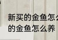 新买的金鱼怎么往家里的鱼缸放 新买的金鱼怎么养
