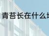 青苔长在什么地方 青苔长在哪些地方