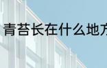 青苔长在什么地方 青苔长在哪些地方