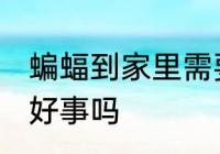 蝙蝠到家里需要赶走吗 蝙蝠到家里是好事吗