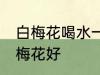 白梅花喝水一次泡几朵 每次泡几朵白梅花好