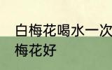 白梅花喝水一次泡几朵 每次泡几朵白梅花好