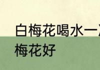 白梅花喝水一次泡几朵 每次泡几朵白梅花好