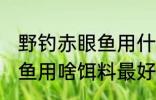 野钓赤眼鱼用什么饵料最好 野钓赤眼鱼用啥饵料最好