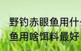 野钓赤眼鱼用什么饵料最好 野钓赤眼鱼用啥饵料最好