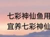 七彩神仙鱼用什么水养最好 什么水适宜养七彩神仙鱼