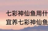 七彩神仙鱼用什么水养最好 什么水适宜养七彩神仙鱼