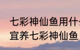 七彩神仙鱼用什么水养最好 什么水适宜养七彩神仙鱼