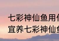 七彩神仙鱼用什么水养最好 什么水适宜养七彩神仙鱼