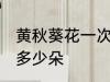 黄秋葵花一次泡几朵 黄秋葵花一次泡多少朵