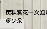 黄秋葵花一次泡几朵 黄秋葵花一次泡多少朵