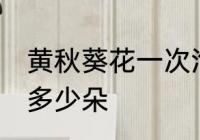 黄秋葵花一次泡几朵 黄秋葵花一次泡多少朵